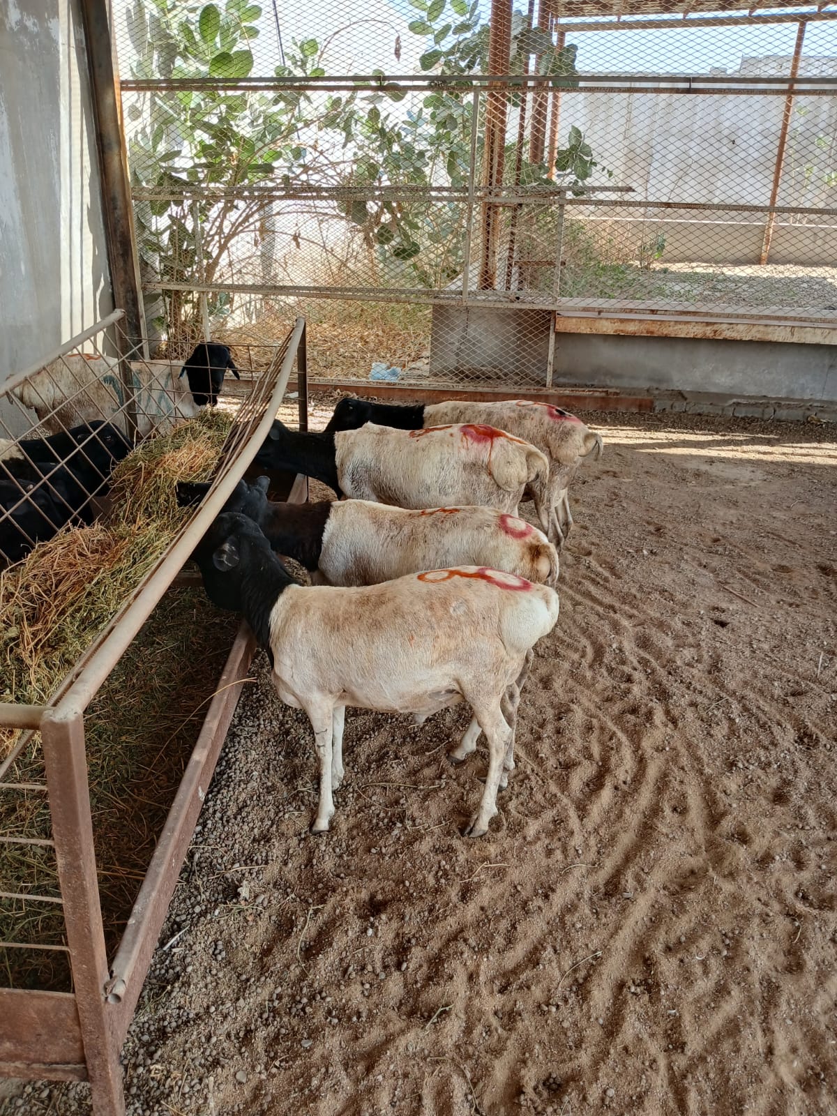 للبيع طليان بربري