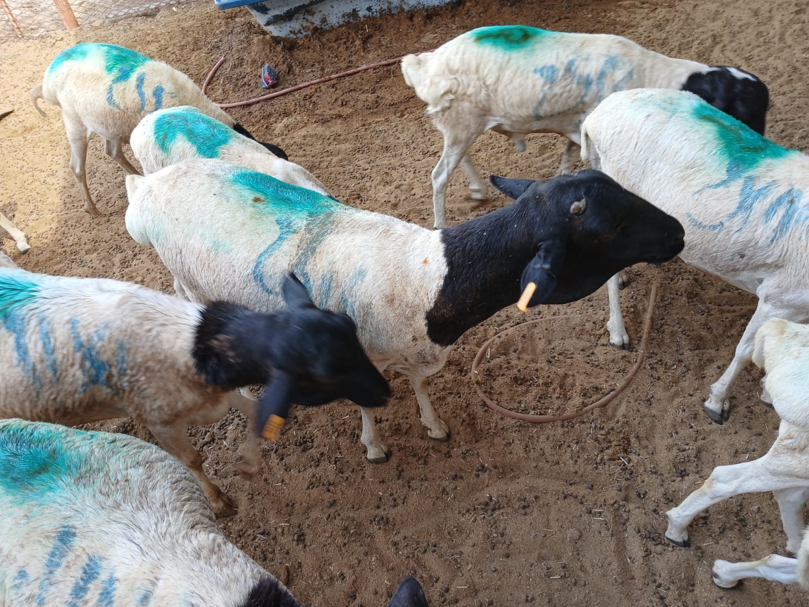 للبيع طليان بربري