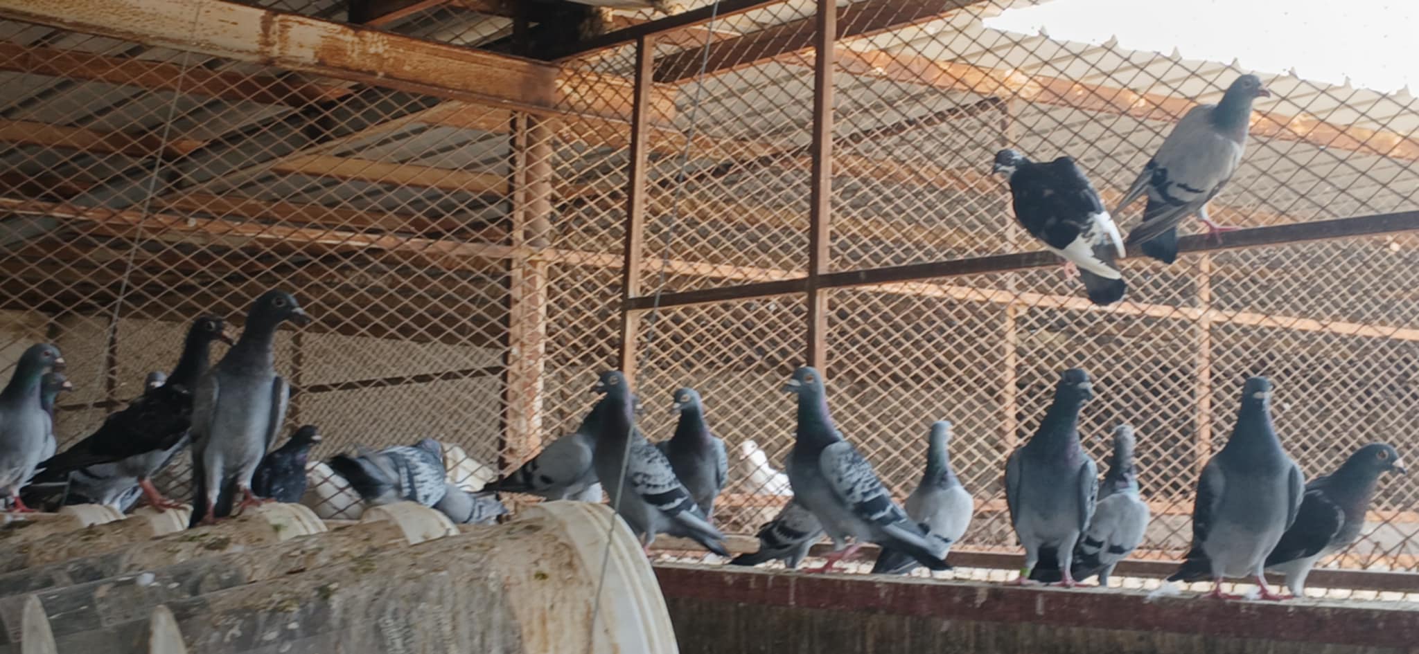 للبيع حمام زاجل سباق أصلي